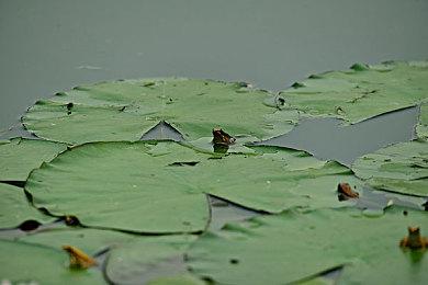 FS社热衷于制作黑暗超难游戏 因为他们喜欢这样的游戏